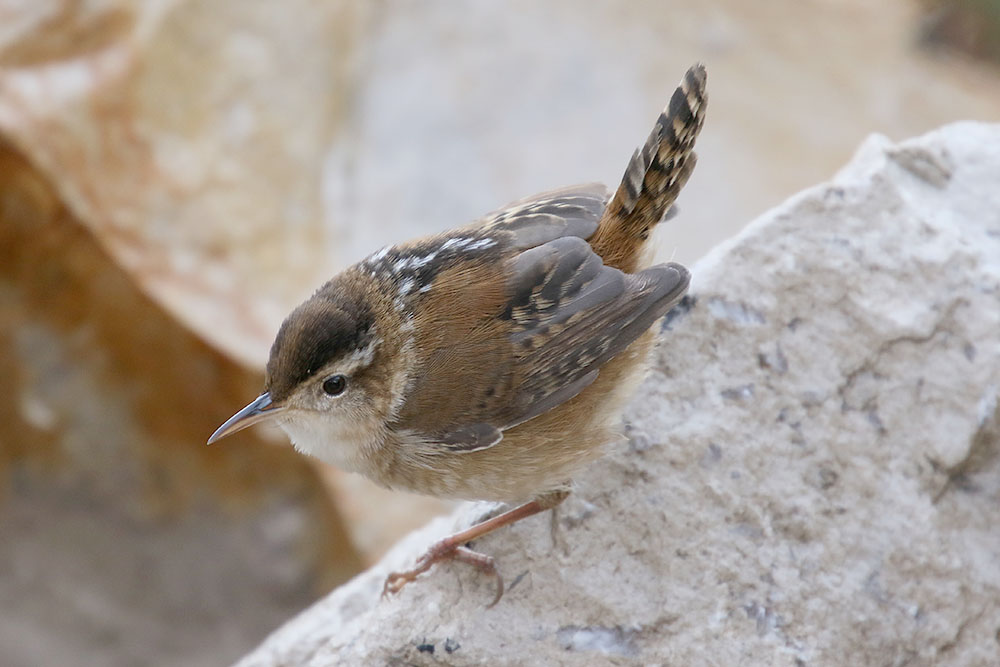 Marsh Wren by Mick Dryden