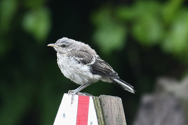 Northern Mockingbird by Mick Dryden