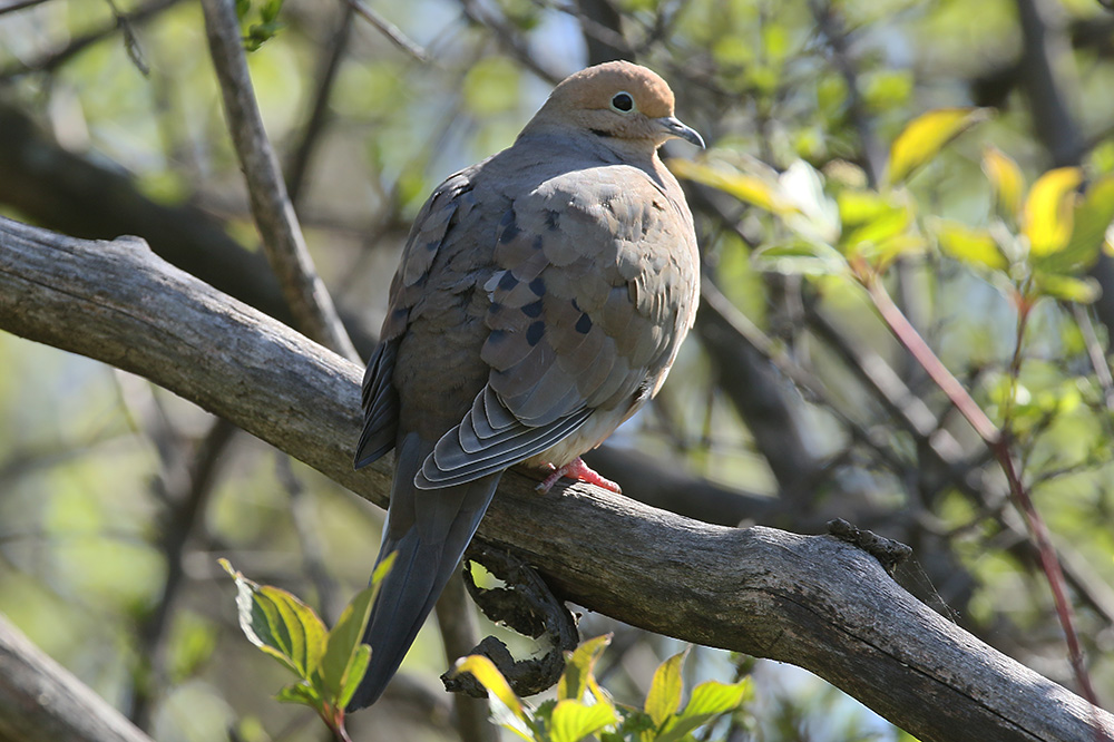 Mourning Dove by Mick Dryden