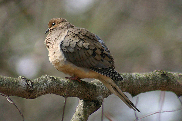 Mourning Dove by Mick Dryden