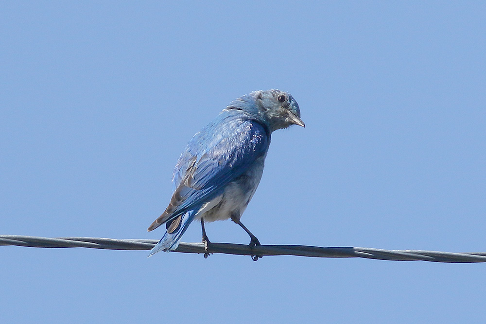 Mountain Bluebird by Mick Dryden