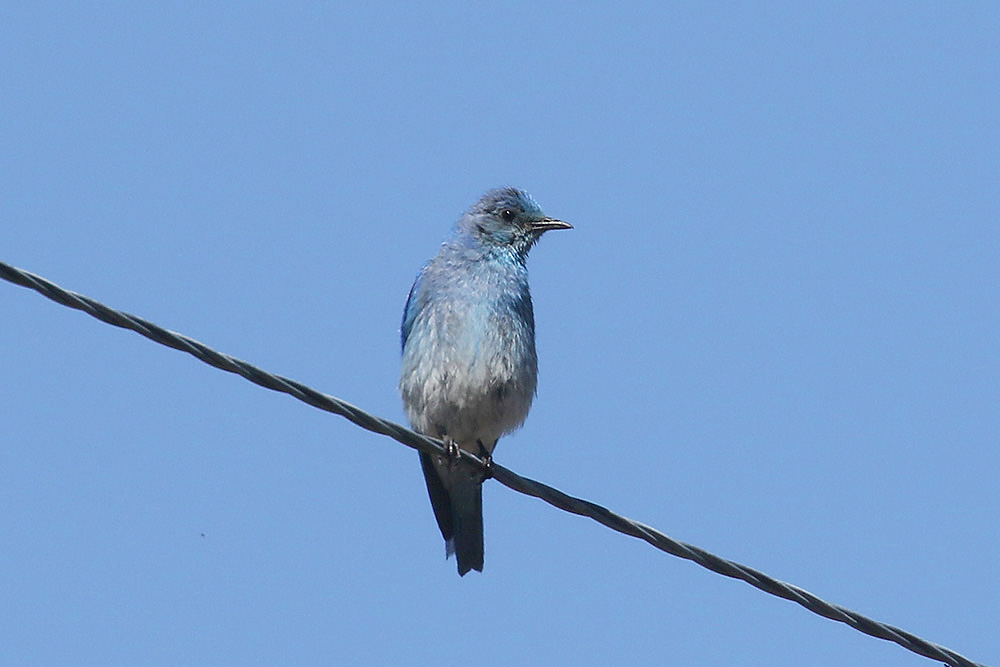 Mountain Bluebird by Mick Dryden
