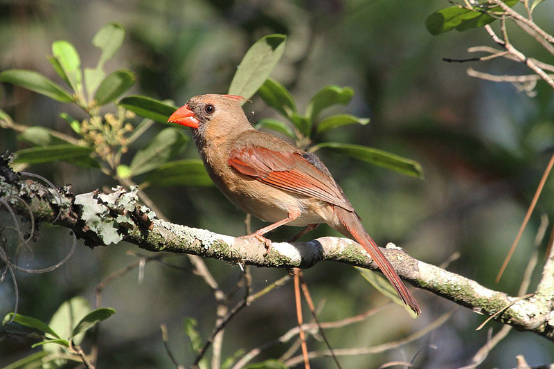 Northern Cardinal by Miranda Collett