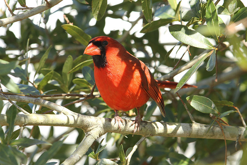 Northern Cardinal by Mick Dryden