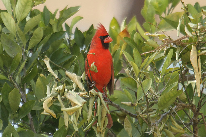 Northern Cardinal by Mick Dryden
