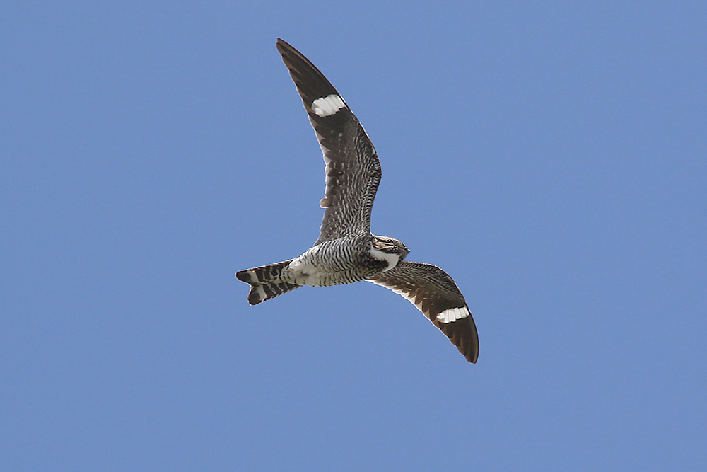 Common Nighthawk by Mick Dryden