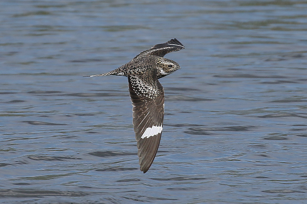 Common Nighthawk by Mick Dryden