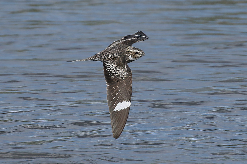 Common Nighthawk by Mick Dryden