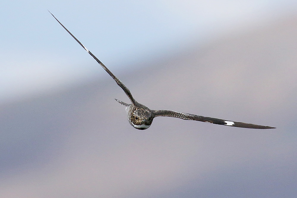 Common Nighthawk by Mick Dryden