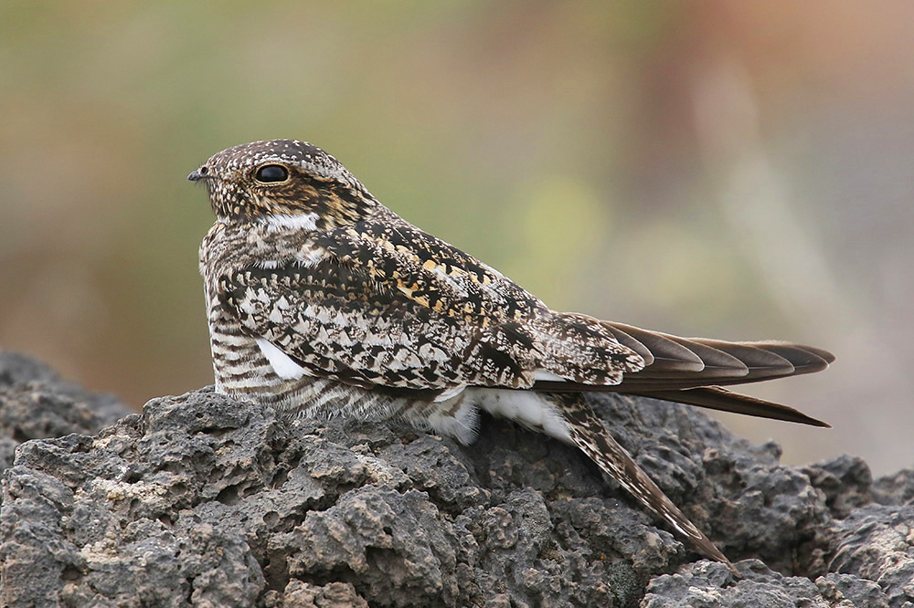 Common Nighthawk by Mick Dryden