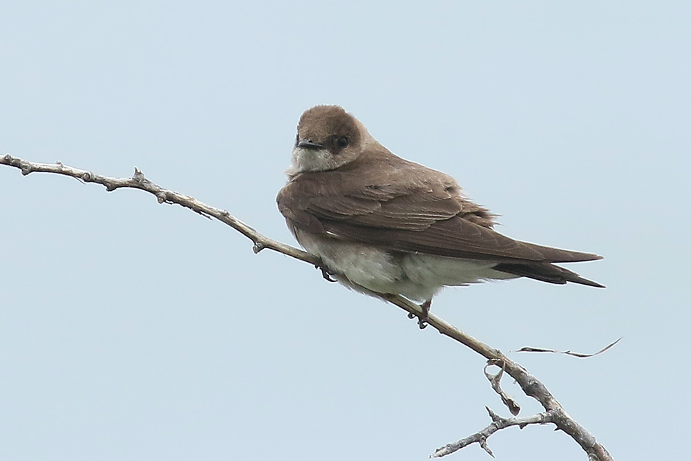 Northern Roughwing Swallow by Mick Dryden