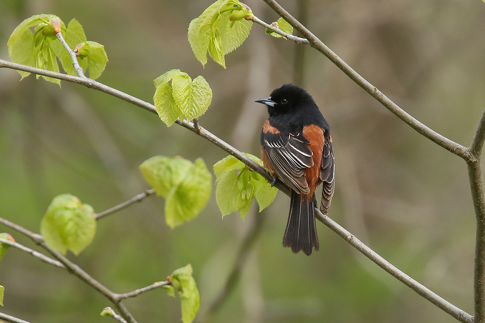 Orchard Oriole by Mick Dryden