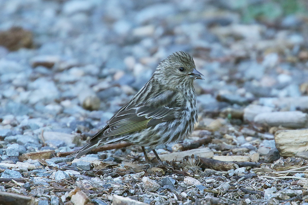 Pine Siskin by Mick Dryden