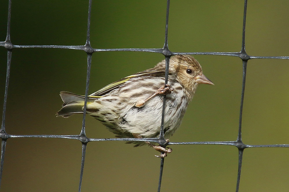 Pine Siskin by Mick Dryden