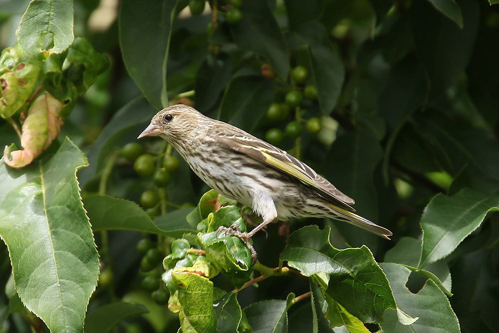 Pine Siskin by Mick Dryden