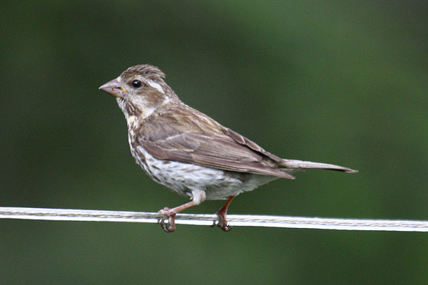 Purple Finch by Mick Dryden