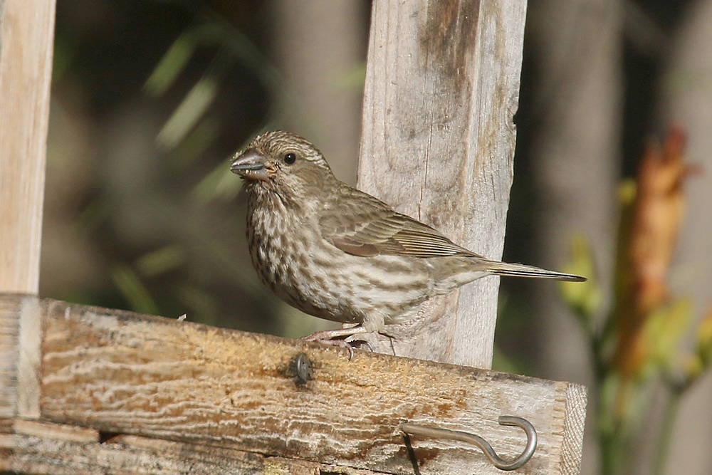 Purple Finch by Mick Dryden