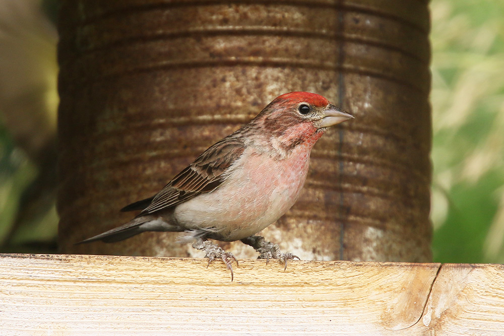 Purple Finch by Mick Dryden