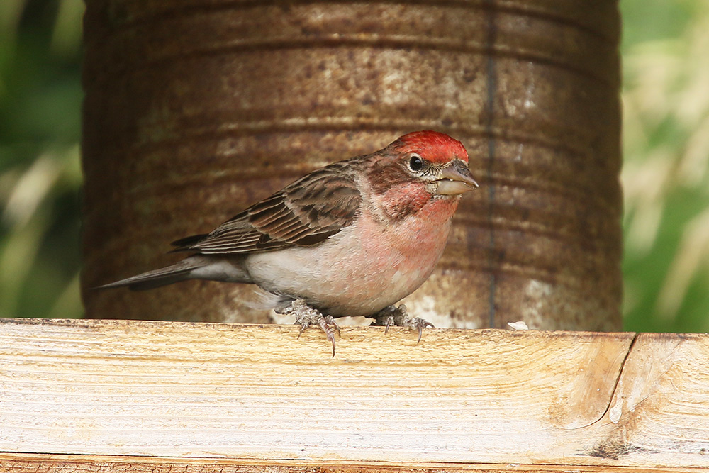 Purple Finch by Mick Dryden