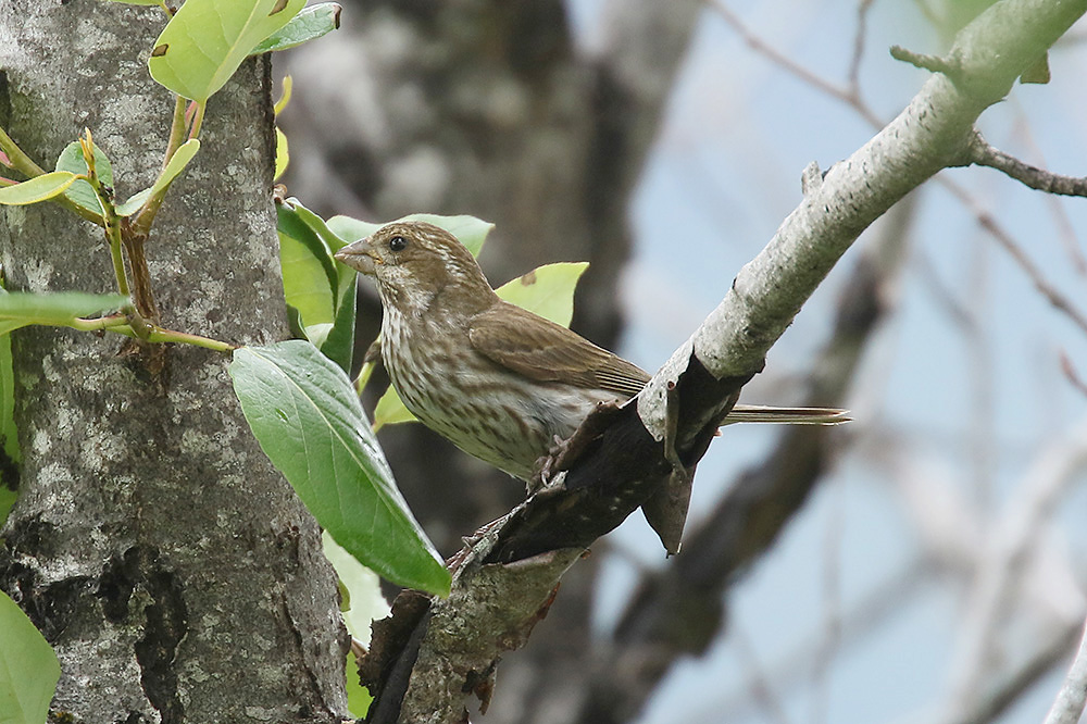 Purple Finch by Mick Dryden