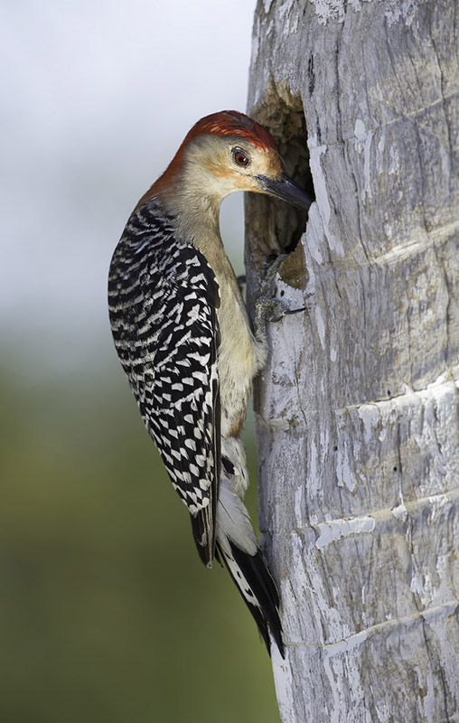 Red-bellied Woodpecker by Kris Bell