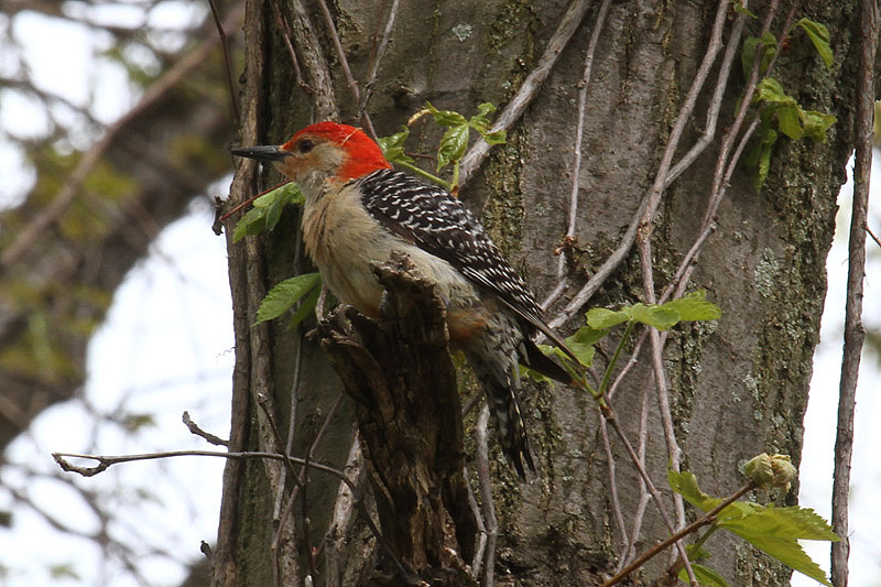 Red-bellied Woodpecker by Mick Dryden