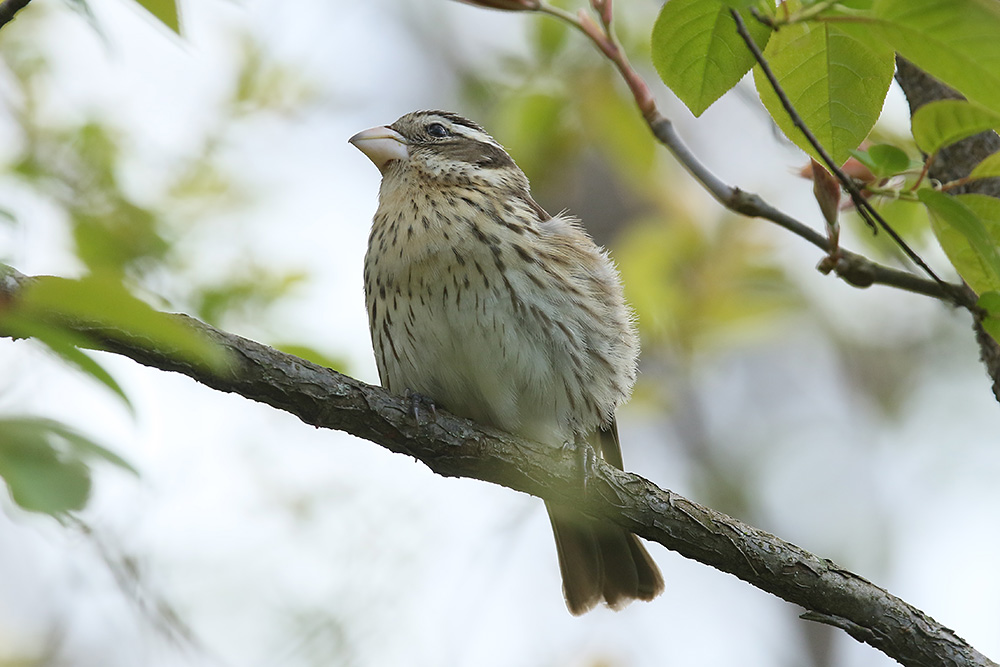 Rose breasted Grosbeak by Mick Dryden