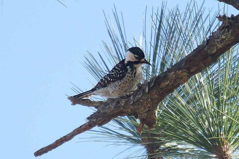 Red-cockaded Woodpecker by Mick Dryden