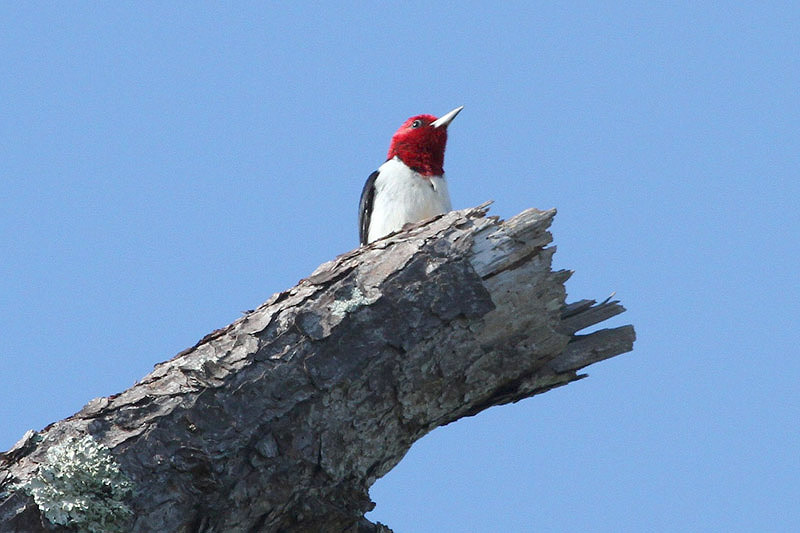 Red-headed Woodpecker by Miranda Collett
