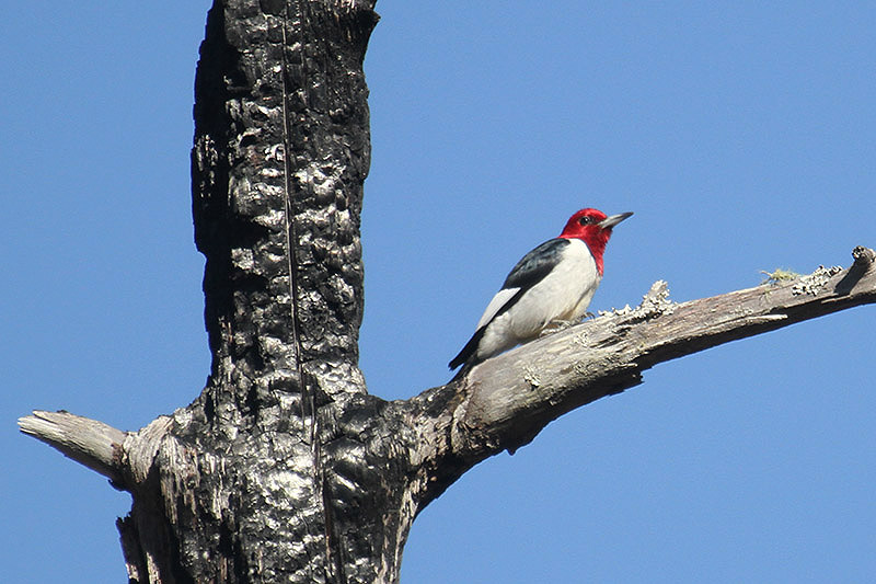 Red-headed Woodpecker by Mick Dryden