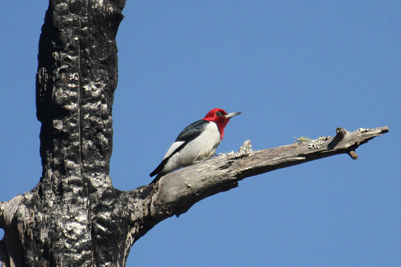 Red-headed Woodpecker by Mick Dryden