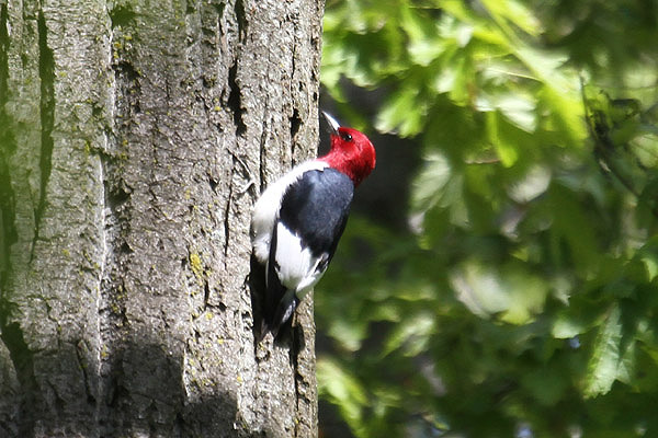 Red-headed Woodpecker by Mick Dryden