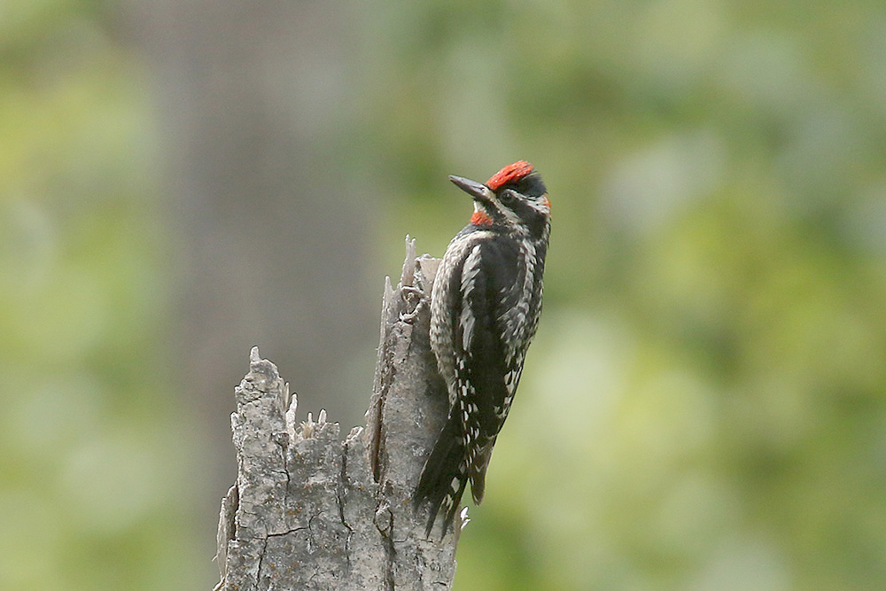 Red-naped Sapsucker by Mick Dryden