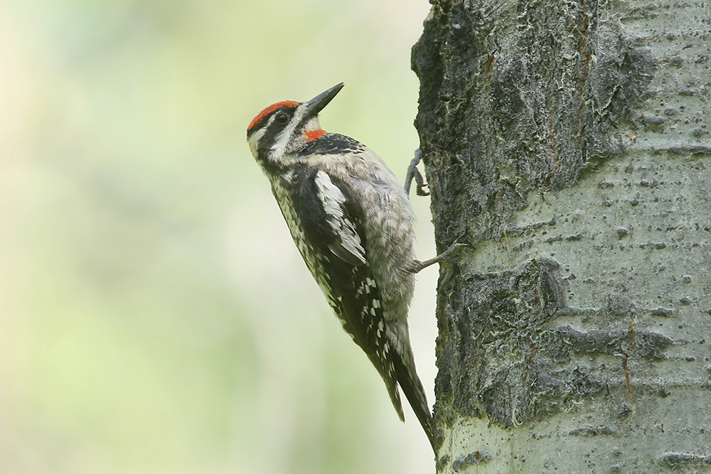 Red-naped Sapsucker by Mick Dryden