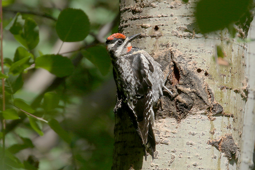 Red-naped Sapsucker by Mick Dryden