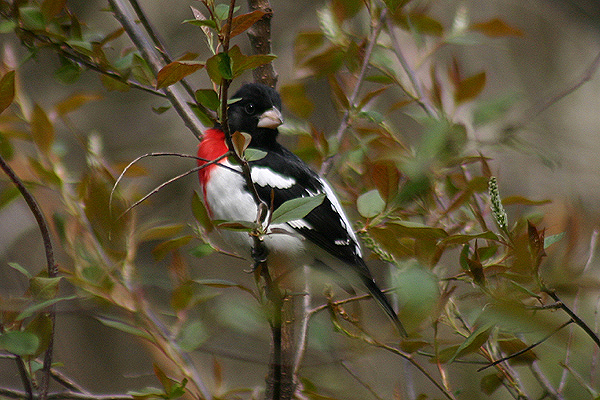 Rose breasted Grosbeak by Mick Dryden