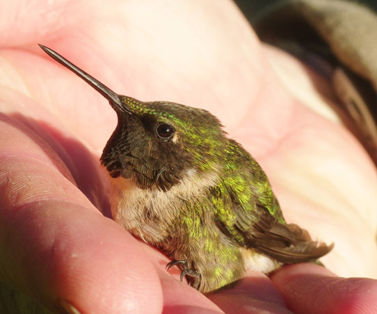 Ruby-throated Hummingbird by Georg Hentsch