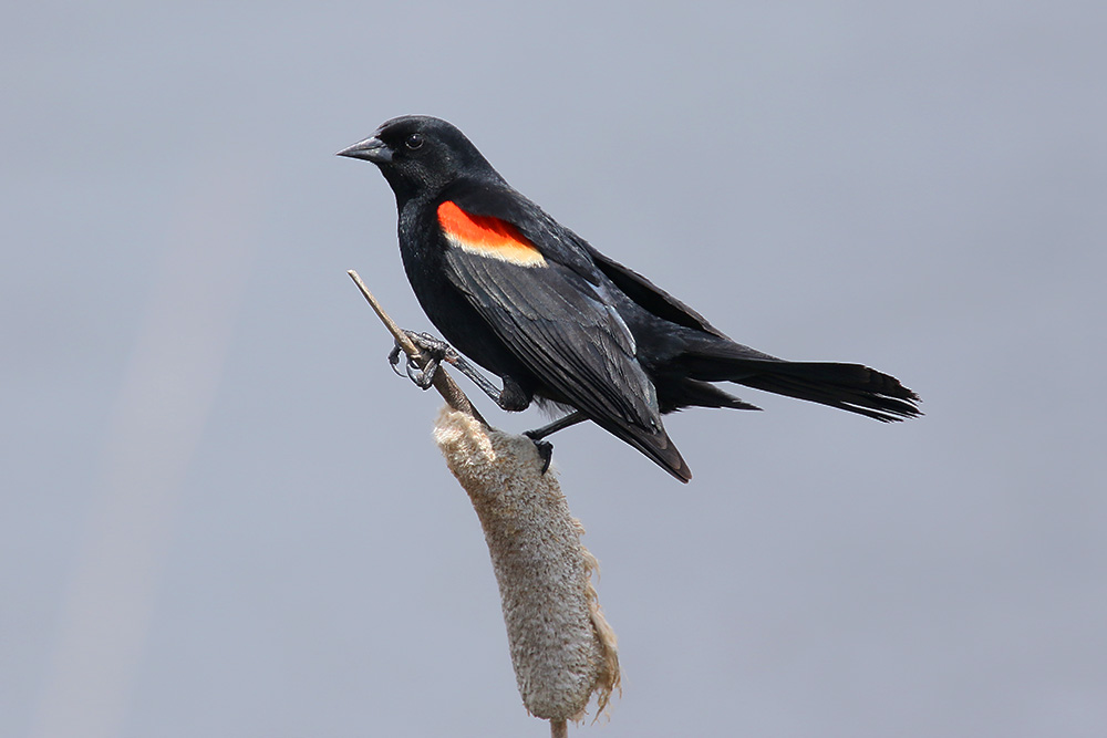 Red-winged Blackbird by Mick Dryden