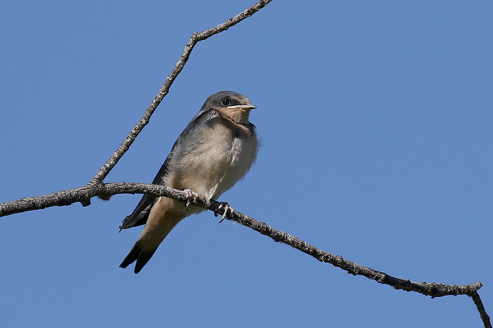 Barn Swallow by Mick Dryden