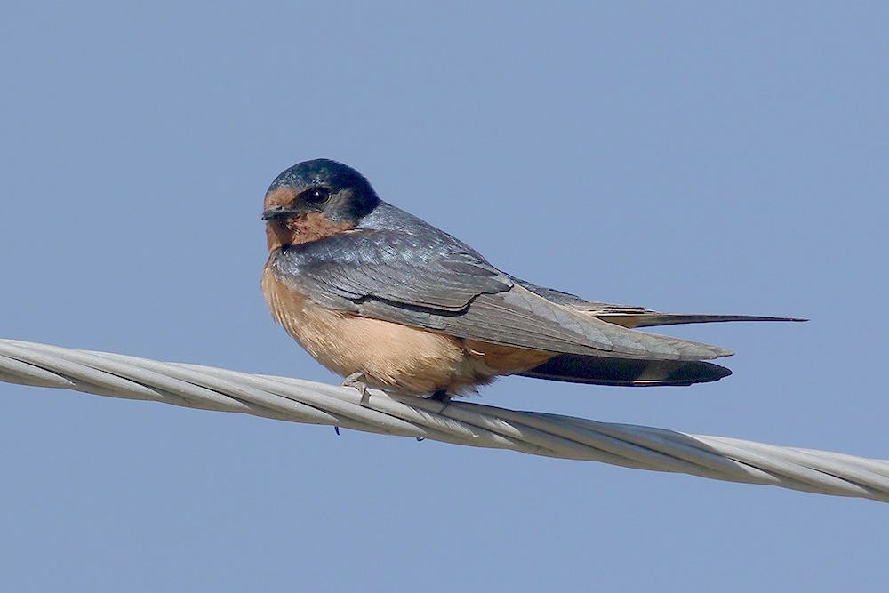 Barn Swallow by Mick Dryden