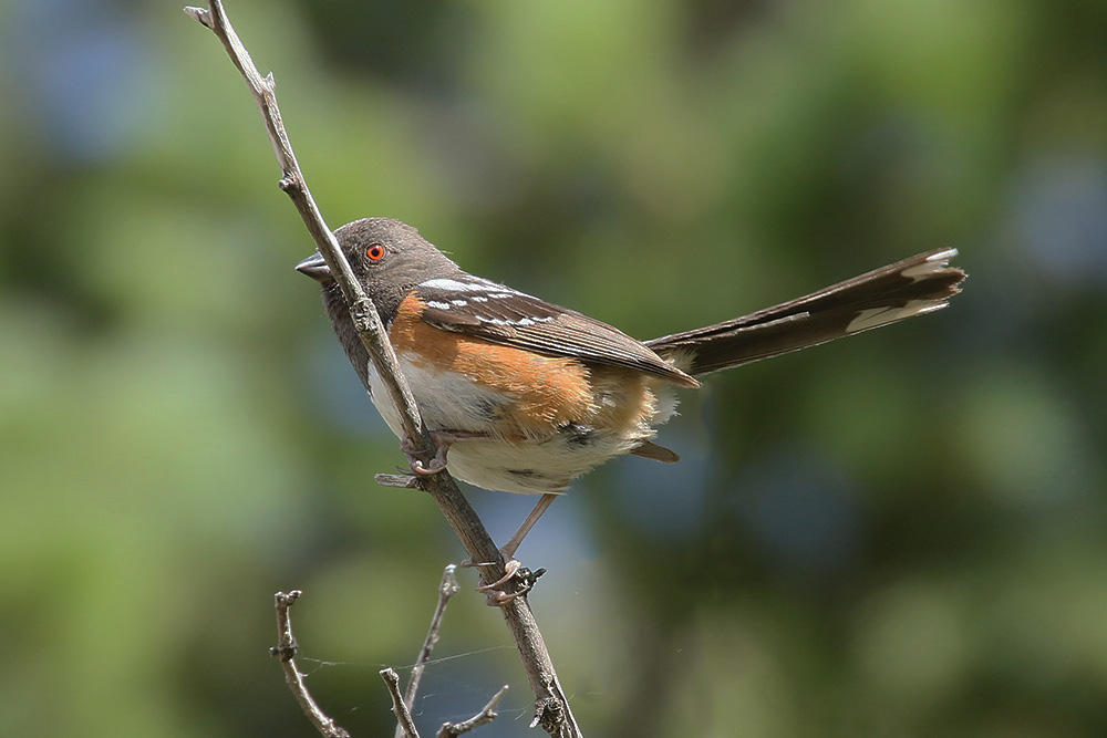 Spotted Towhee by Mick Dryden