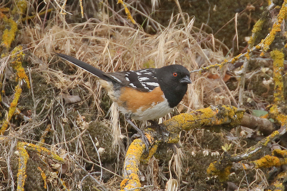 Spotted Towhee by Mick Dryden