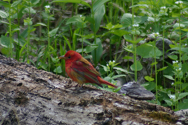 Summer Tanager by Mick Dryden