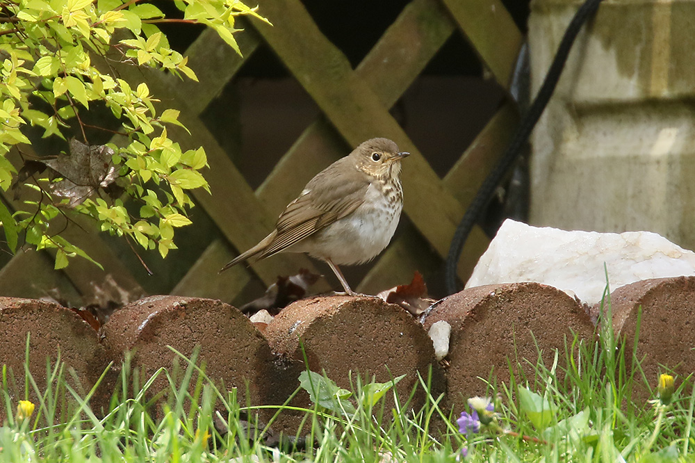 Swainsons Thrush by Mick Dryden