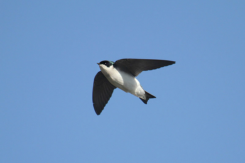 Tree Swallow by Mick Dryden