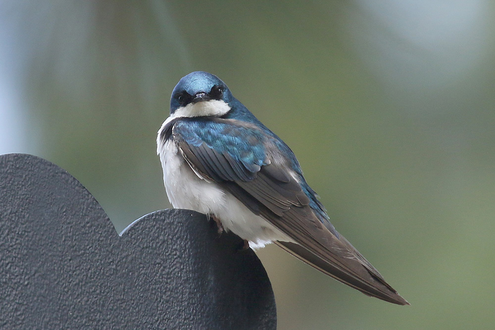 Tree Swallow by Mick Dryden
