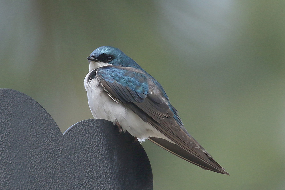 Tree Swallow by Mick Dryden