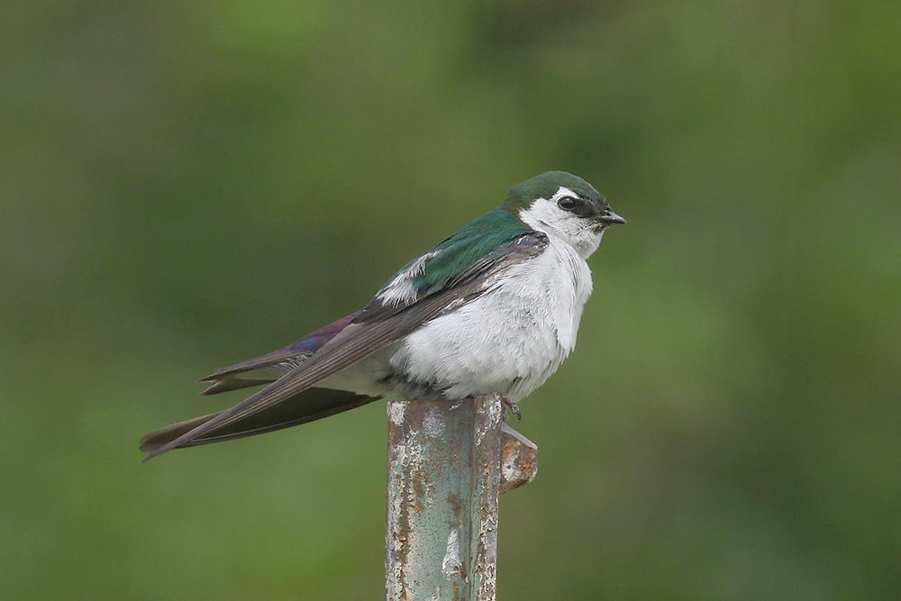 Violet-green Swallow by Mick Dryden