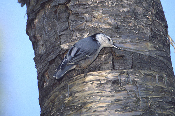 White breasted Nuthatch by Mick Dryden