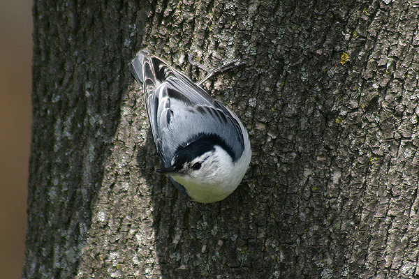 White breasted Nuthatch by Mick Dryden